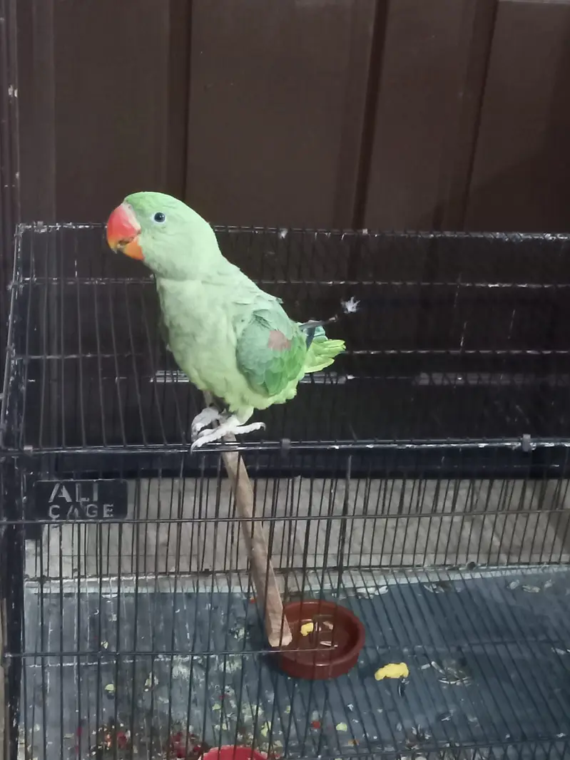 Raw parrot for sale — photo 4