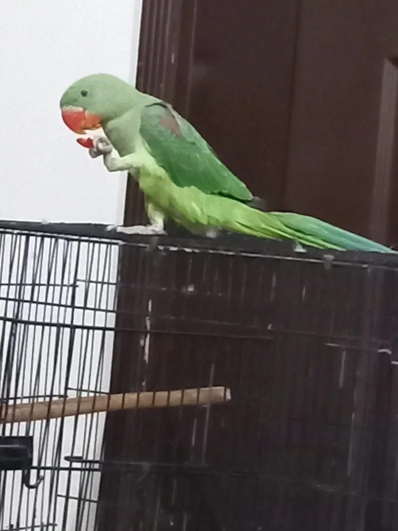 Raw parrot for sale — photo 5