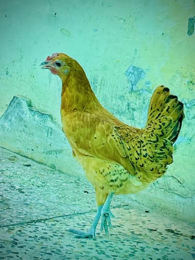 Golden Misri