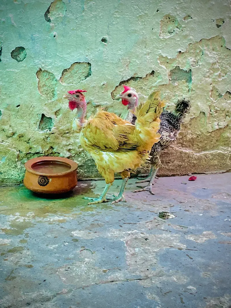 Golden Misri — photo 5