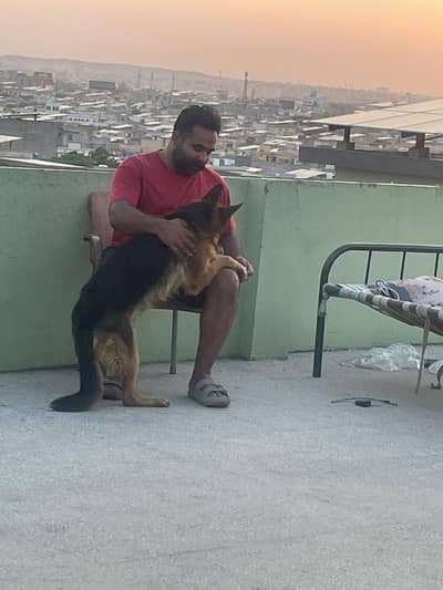 German Shepherd Female