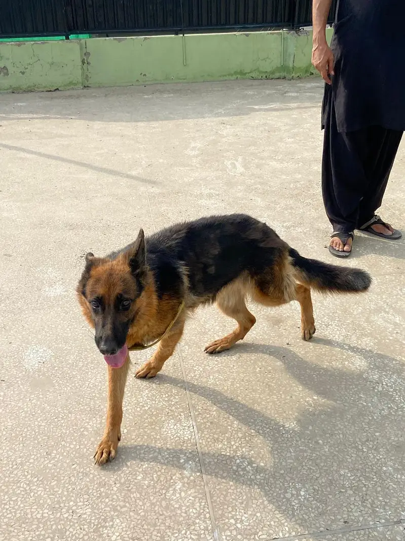 German Shepherd Female — photo 2