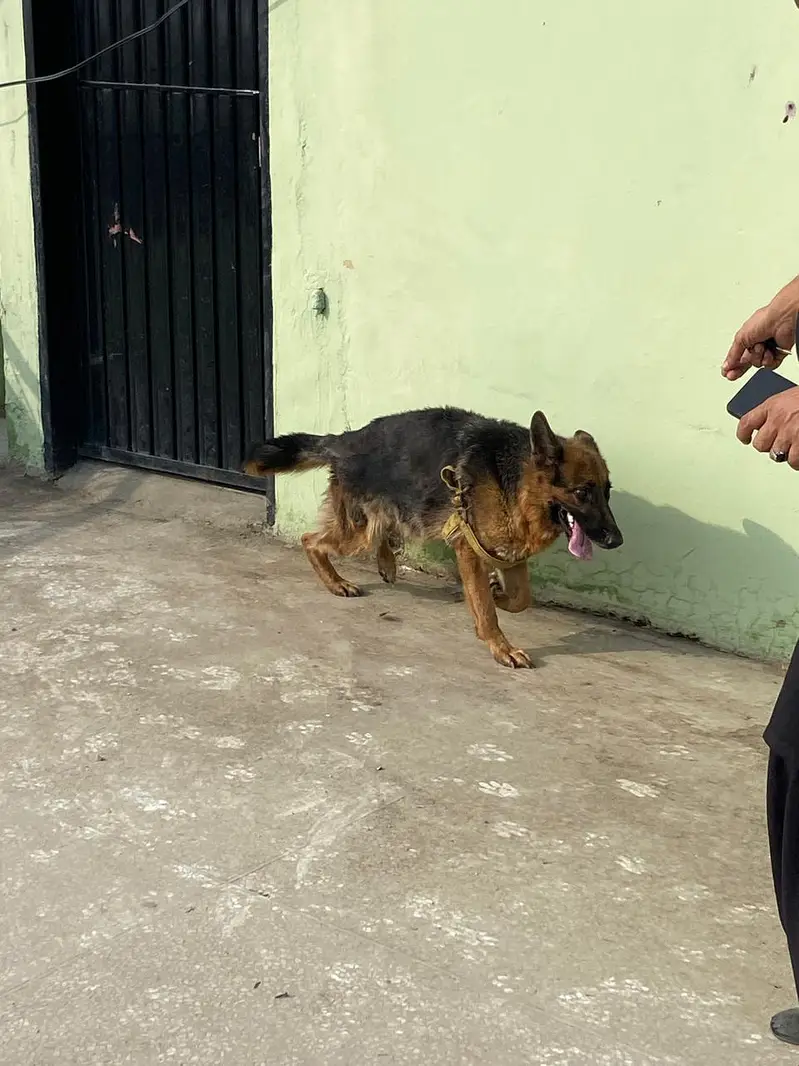 German Shepherd Female — photo 3
