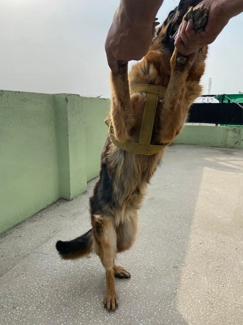 German Shepherd Female — photo 4