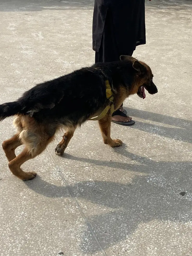 German Shepherd Female — photo 5