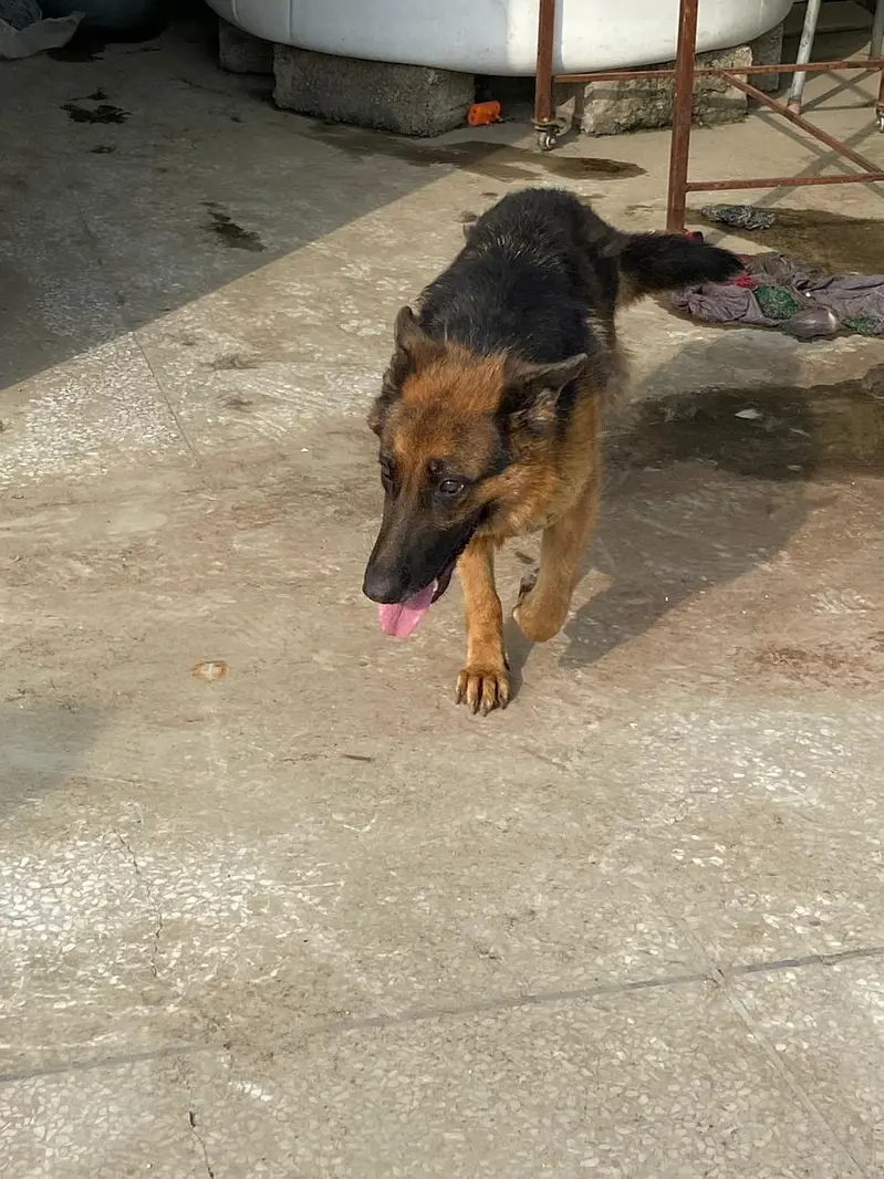 German Shepherd Female — photo 6