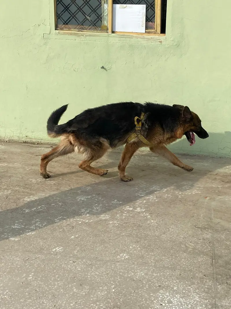 German Shepherd Female — photo 7