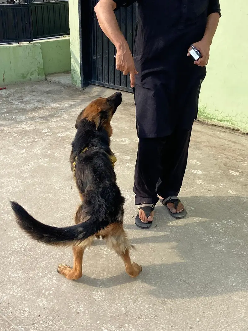 German Shepherd Female — photo 8
