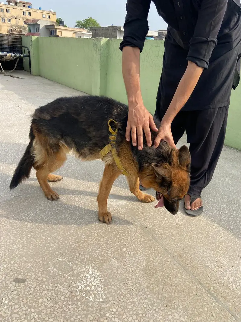 German Shepherd Female — photo 9
