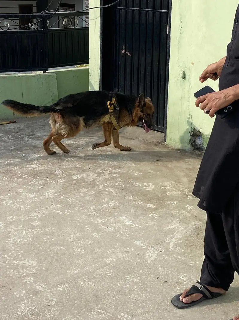 German Shepherd Female — photo 10
