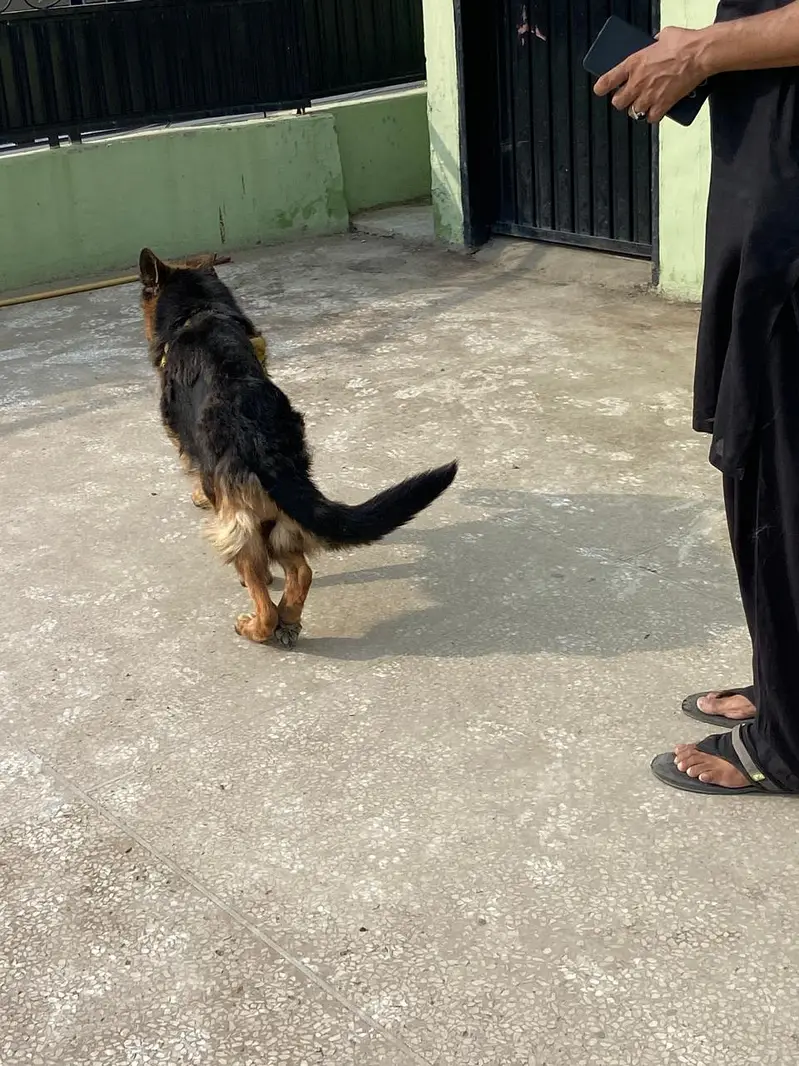 German Shepherd Female — photo 11