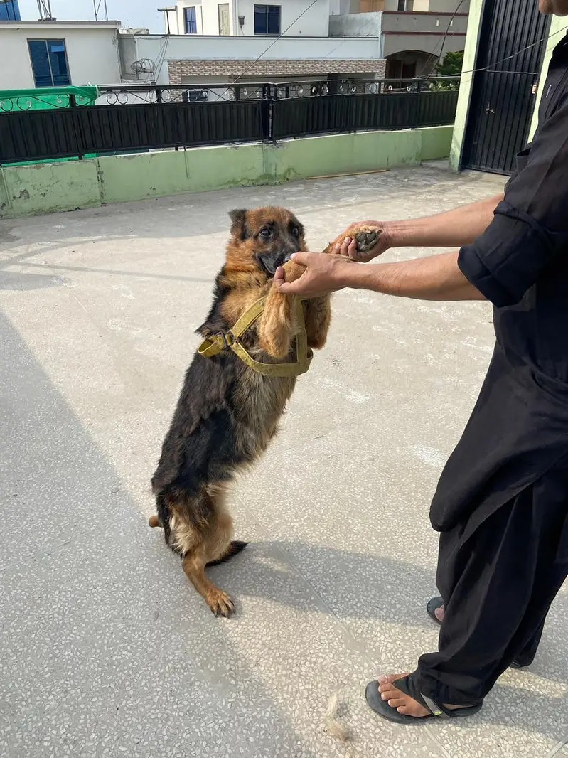 German Shepherd Female — photo 12