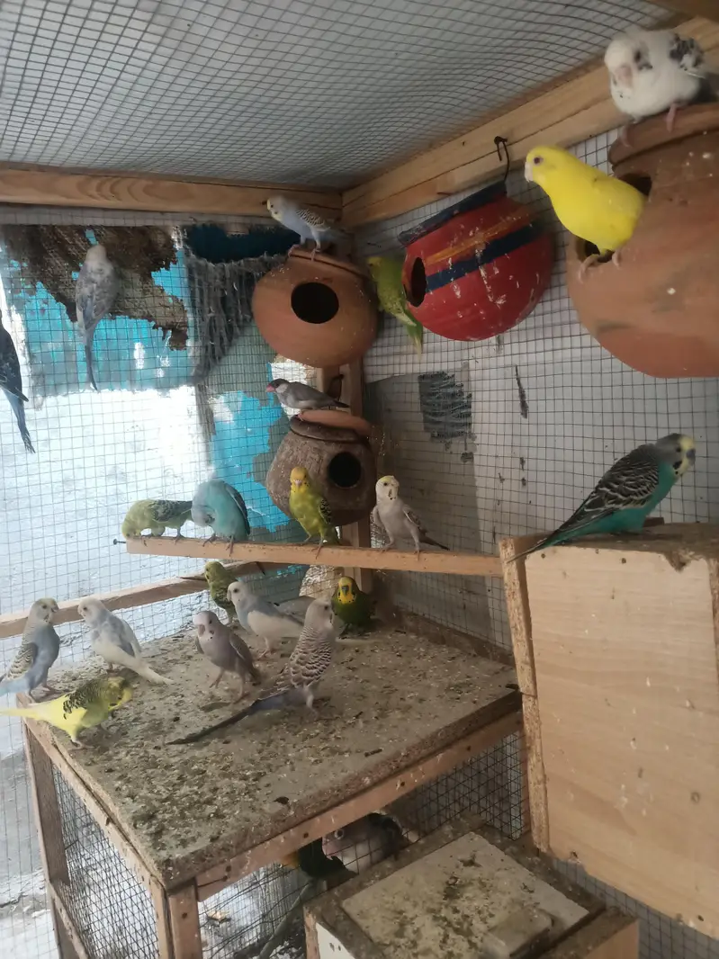 budgies for sale — photo 4
