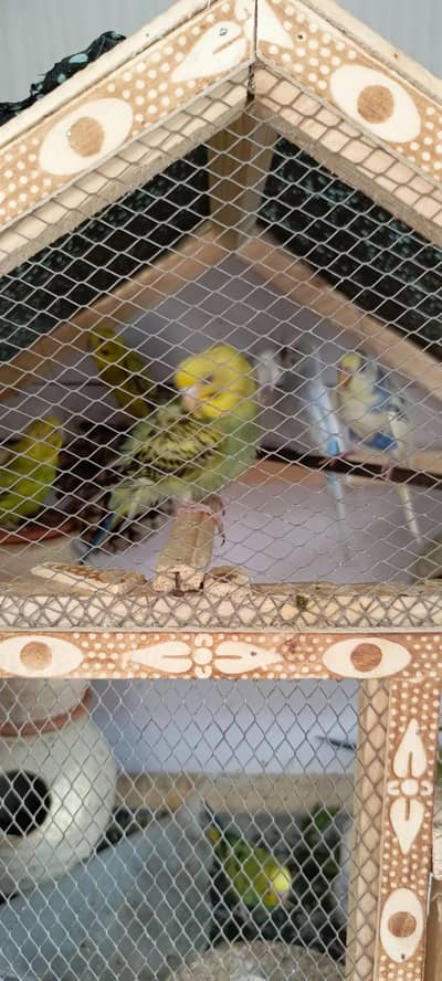 Australian budgies for Sale