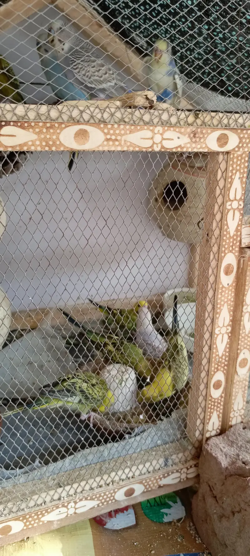 Australian budgies for Sale — photo 2