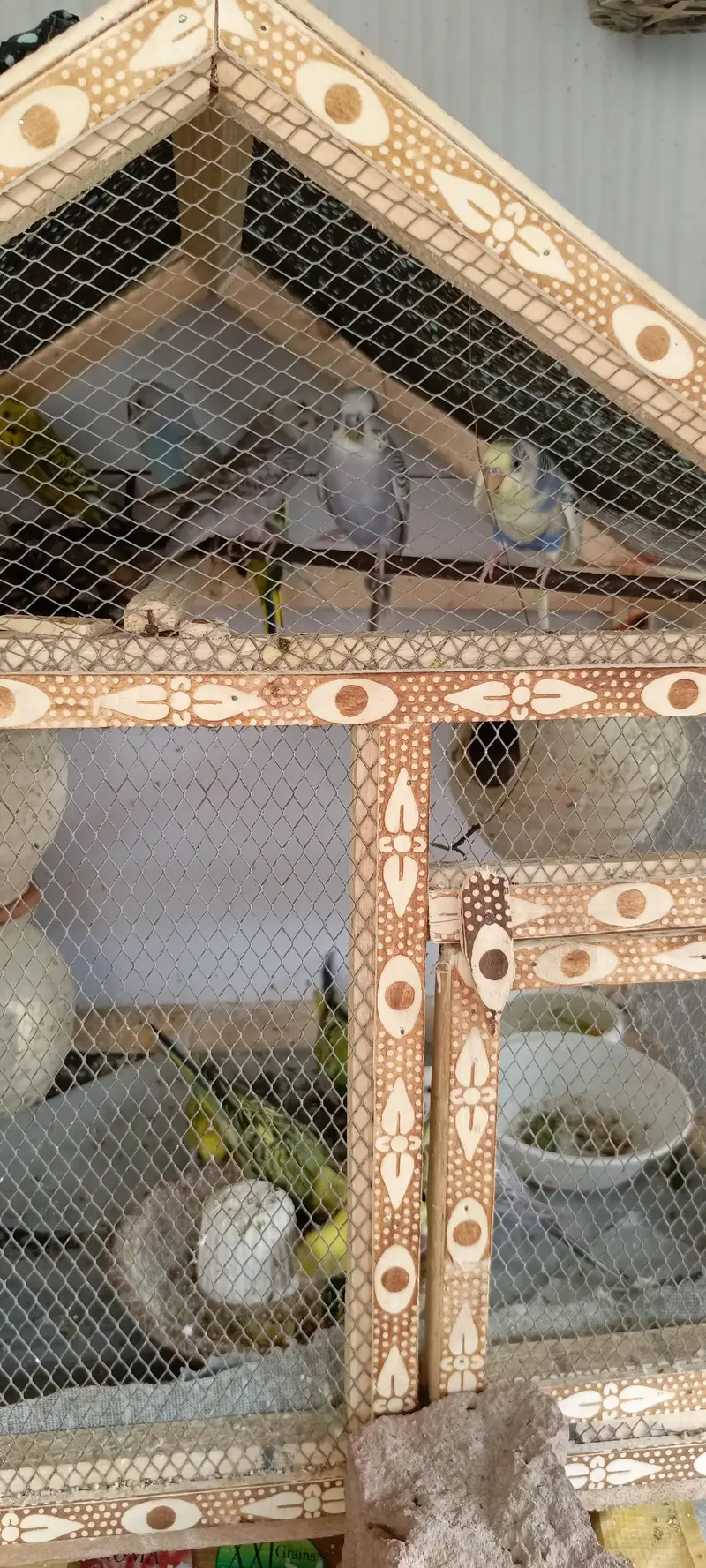 Australian budgies for Sale — photo 3