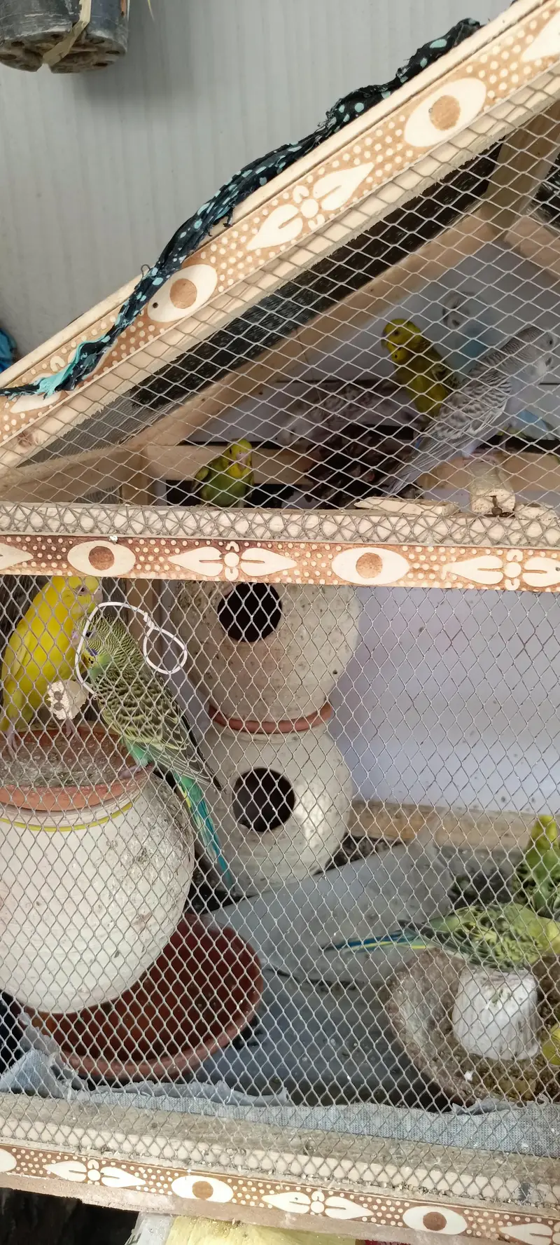 Australian budgies for Sale — photo 4