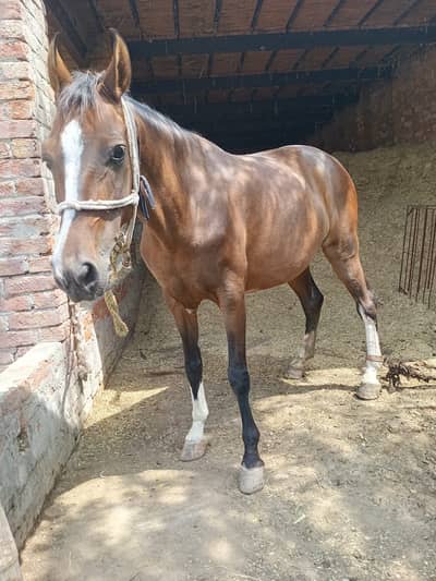 Desi Horse |  Desi ghori | breeder Female |  Desi Ghori for sale