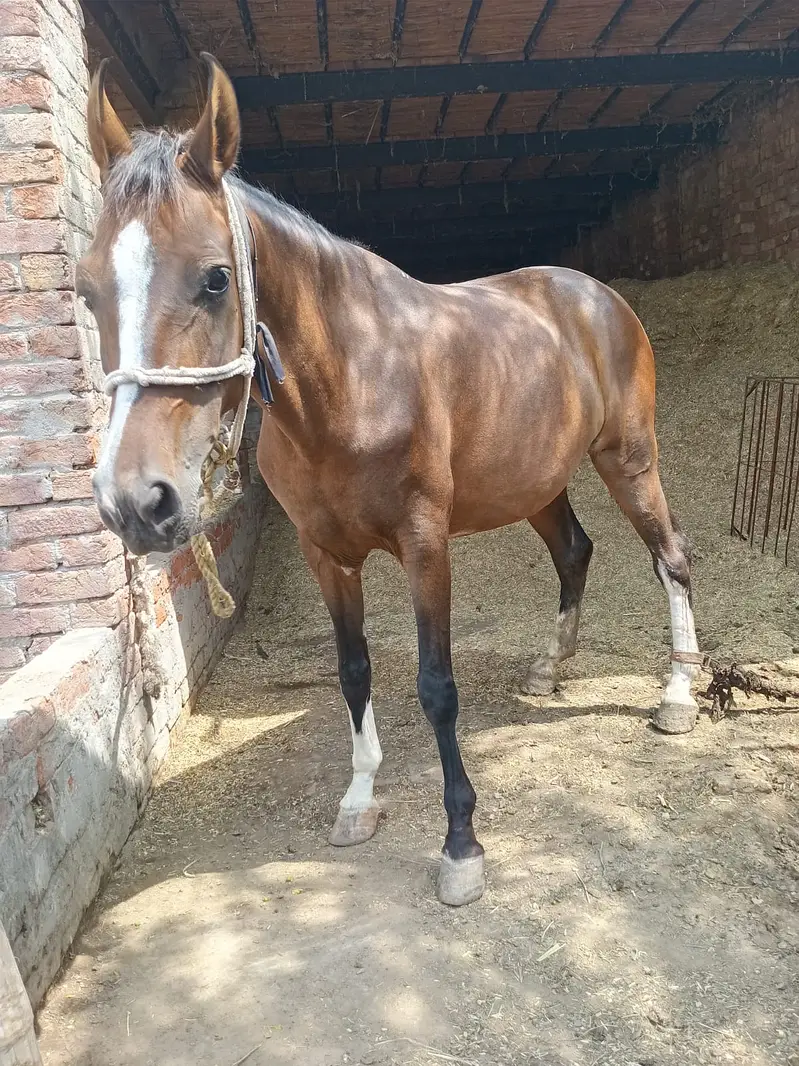 Desi Horse |  Desi ghori | breeder Female |  Desi Ghori for sale