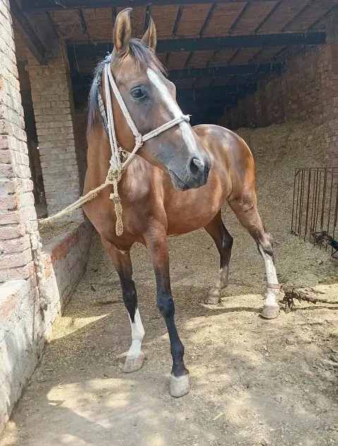 Desi Horse |  Desi ghori | breeder Female |  Desi Ghori for sale — photo 2