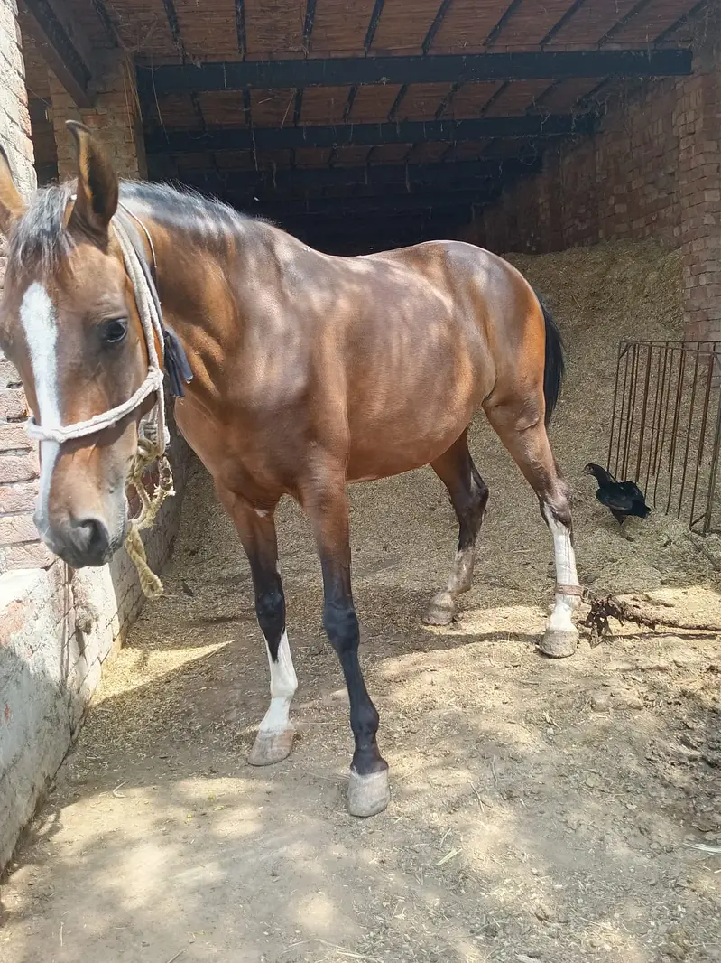 Desi Horse |  Desi ghori | breeder Female |  Desi Ghori for sale — photo 3