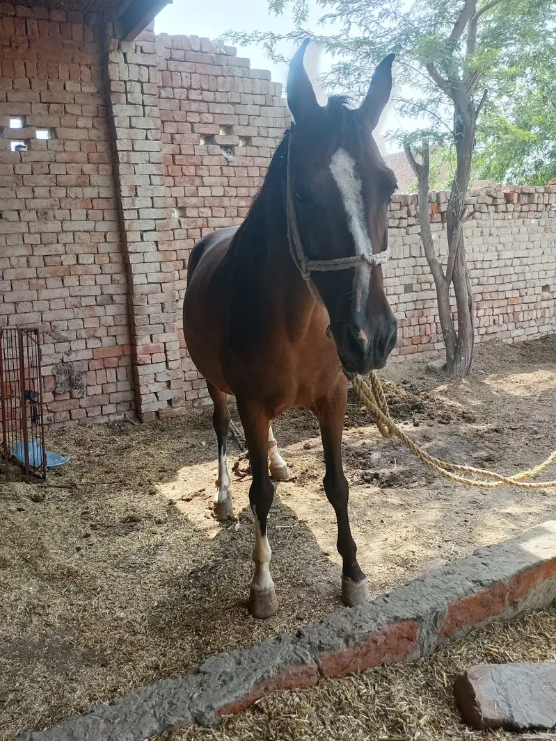 Desi Horse |  Desi ghori | breeder Female |  Desi Ghori for sale — photo 5