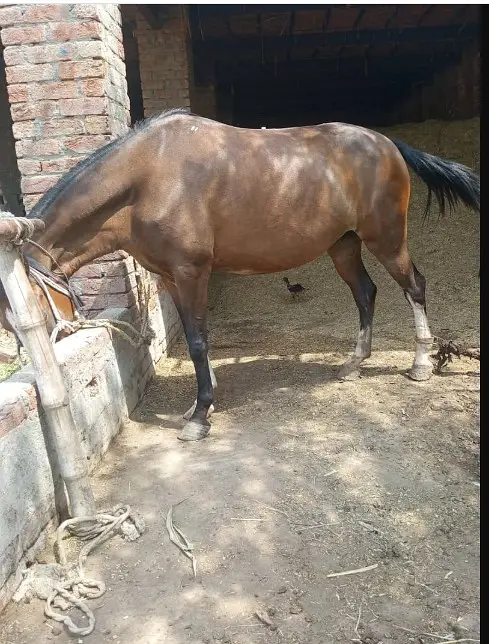 Desi Horse |  Desi ghori | breeder Female |  Desi Ghori for sale — photo 6