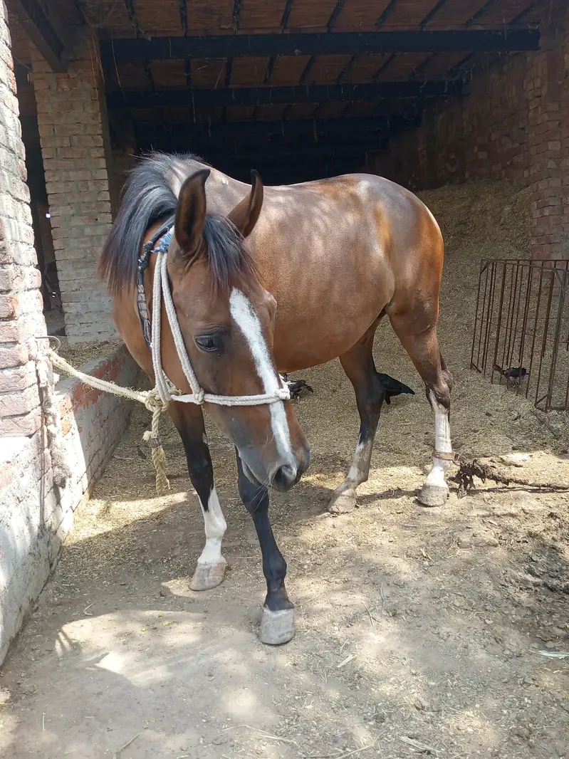 Desi Horse |  Desi ghori | breeder Female |  Desi Ghori for sale — photo 7