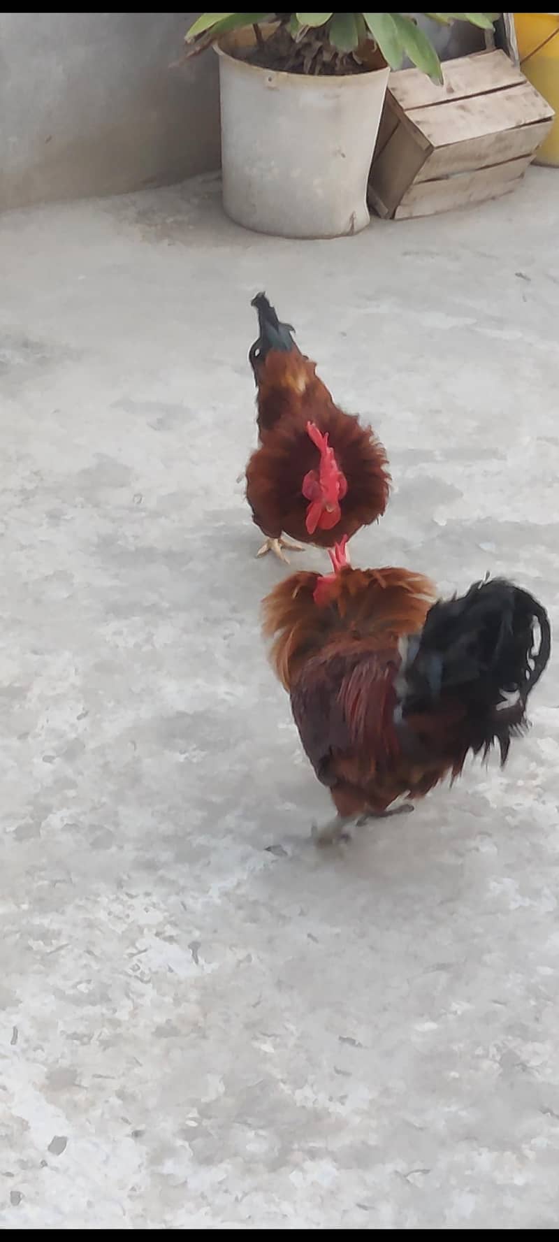  2 خالص دیسی مرغے فروخت کے لیے دستیاب ہیں۔ 2
