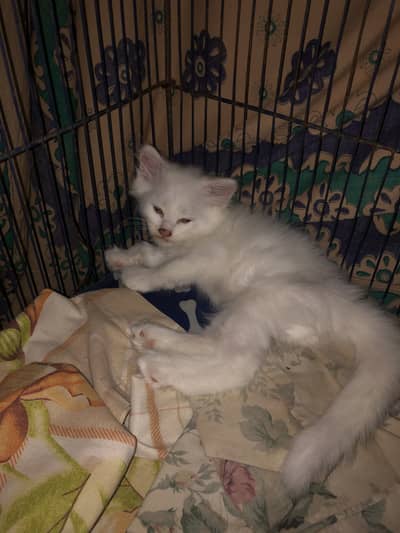 Persian cat pair for sale