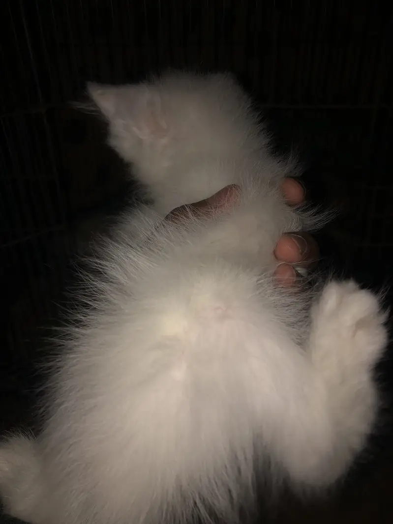Persian cat pair for sale — photo 2