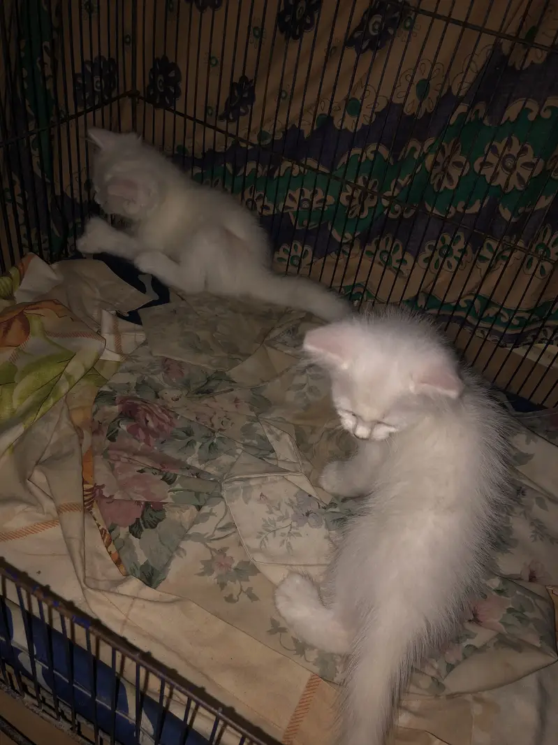 Persian cat pair for sale — photo 3