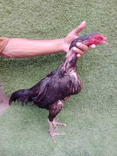 Pakoye+Panus hen Good quality blood line