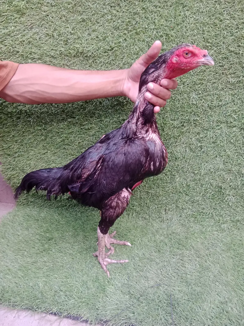 Pakoye+Panus hen Good quality blood line — photo 2