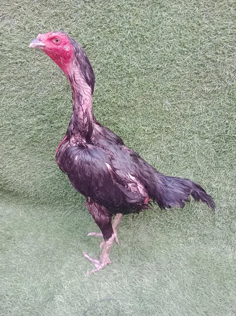 Pakoye+Panus hen Good quality blood line — photo 3