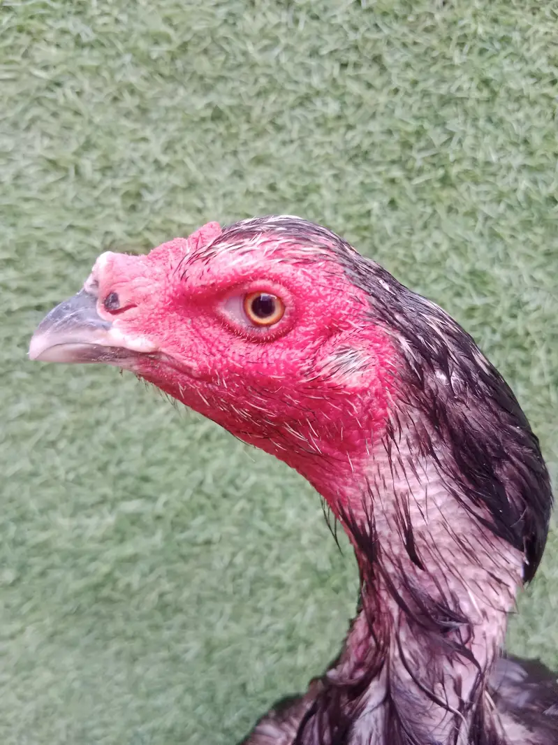 Pakoye+Panus hen Good quality blood line — photo 4