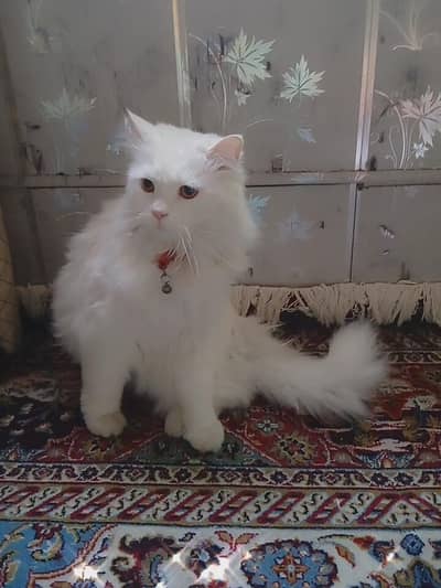 Persian cat 3 coat