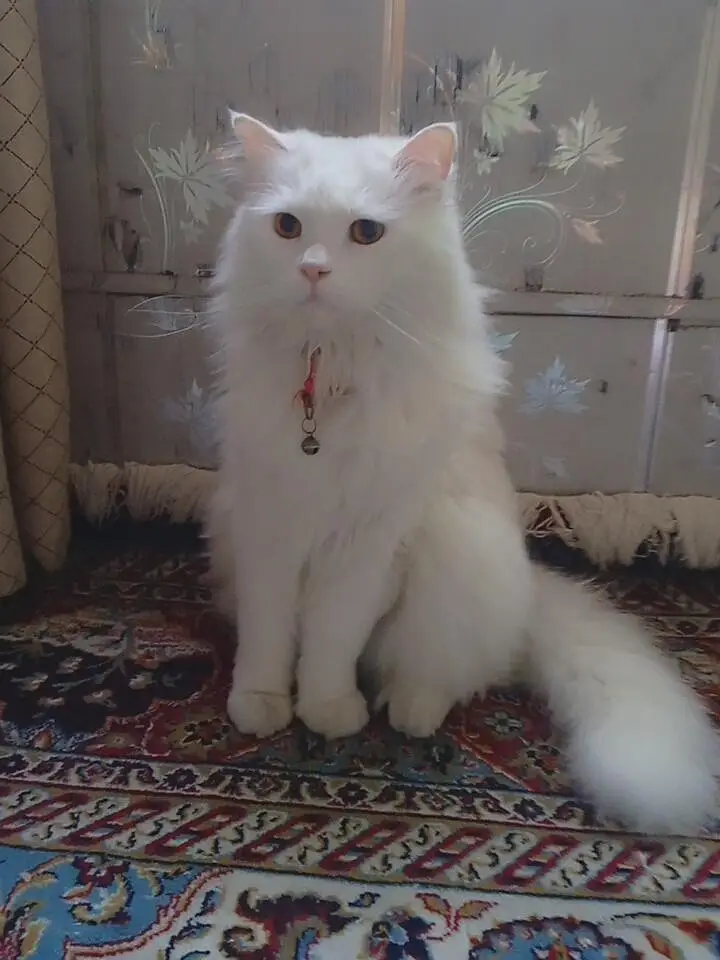 Persian cat 3 coat — photo 2