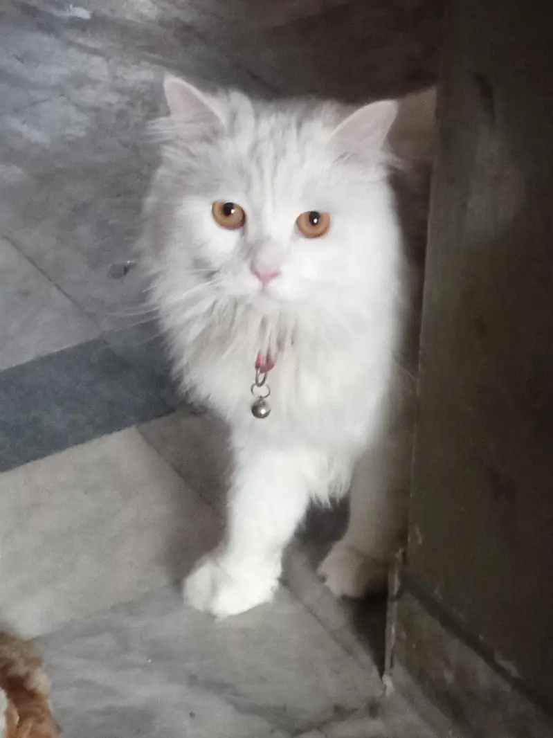 Persian cat 3 coat — photo 3