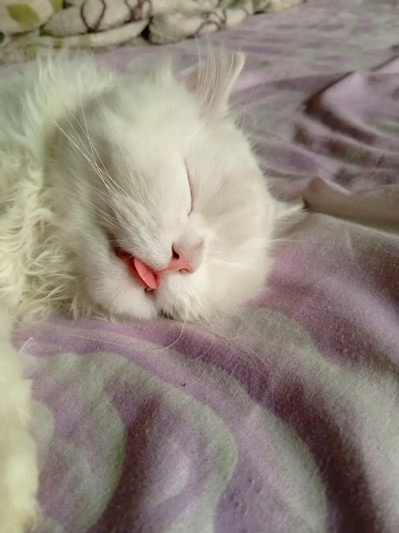 Persian cat 3 coat — photo 4