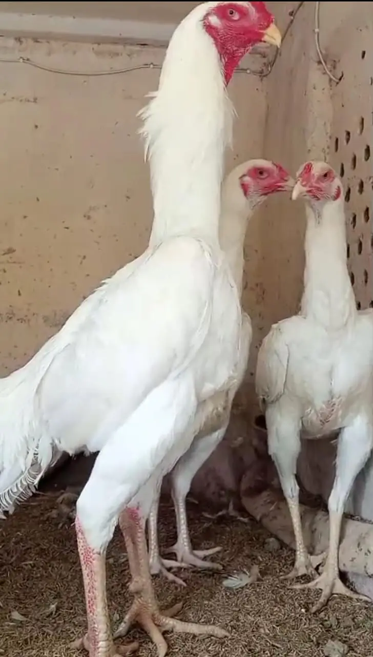aseel | shamo | white / black shamo | king shamo | o shamo | chicks — photo 2