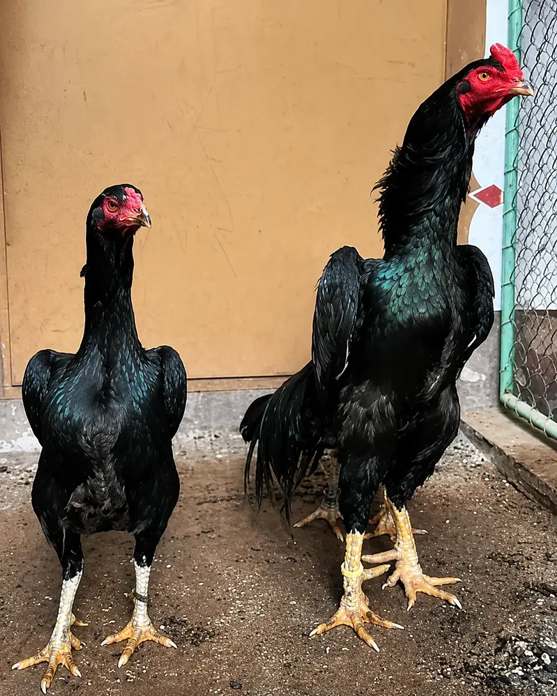 aseel | shamo | white / black shamo | king shamo | o shamo | chicks — photo 4