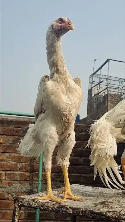 aseel | shamo | white / black shamo | king shamo | o shamo | chicks — photo 5