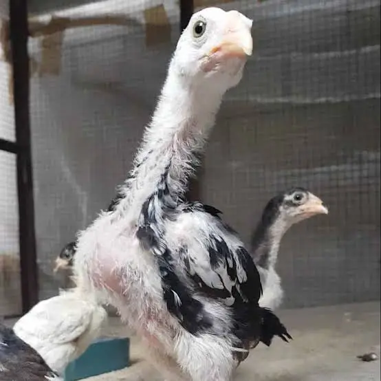 aseel | shamo | white / black shamo | king shamo | o shamo | chicks — photo 12