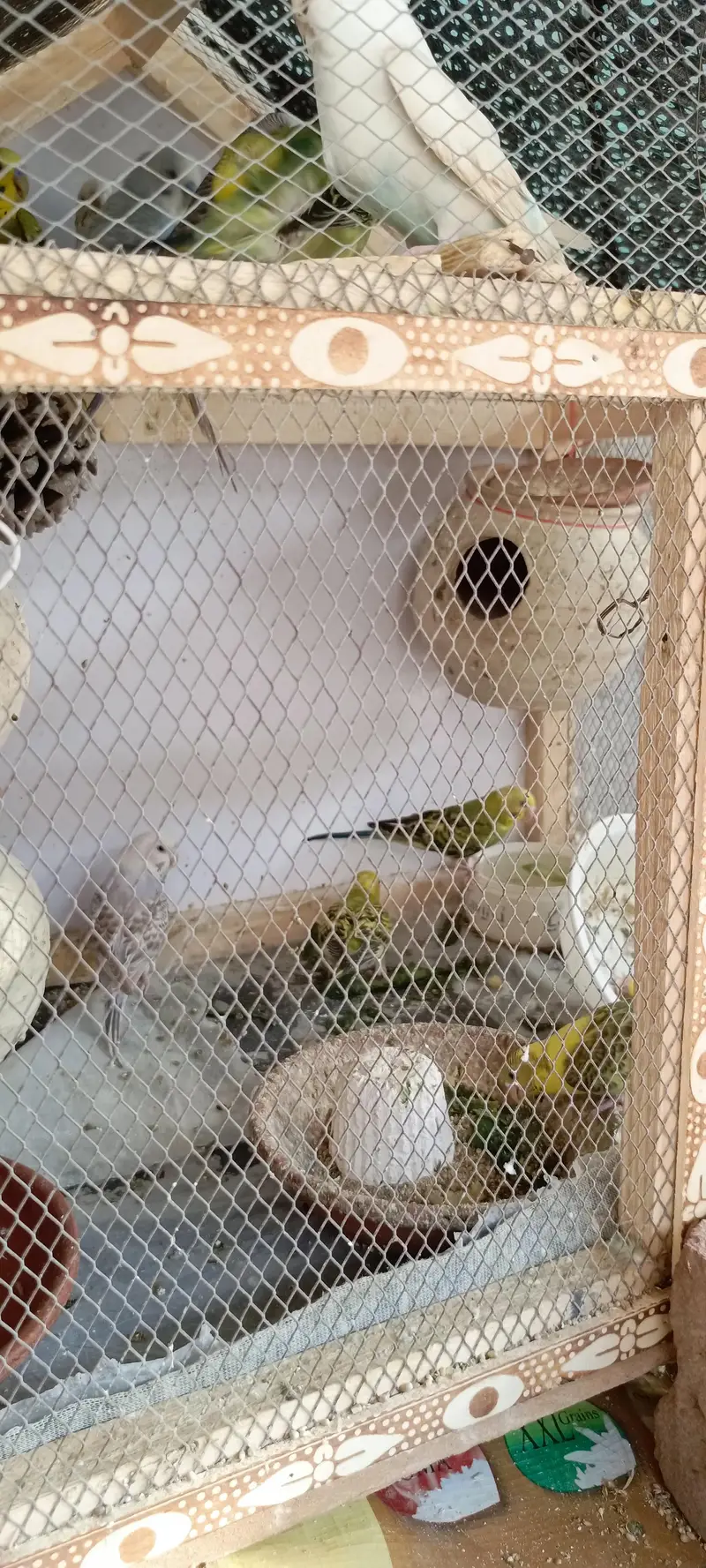 Australian budgies for Sale — photo 5