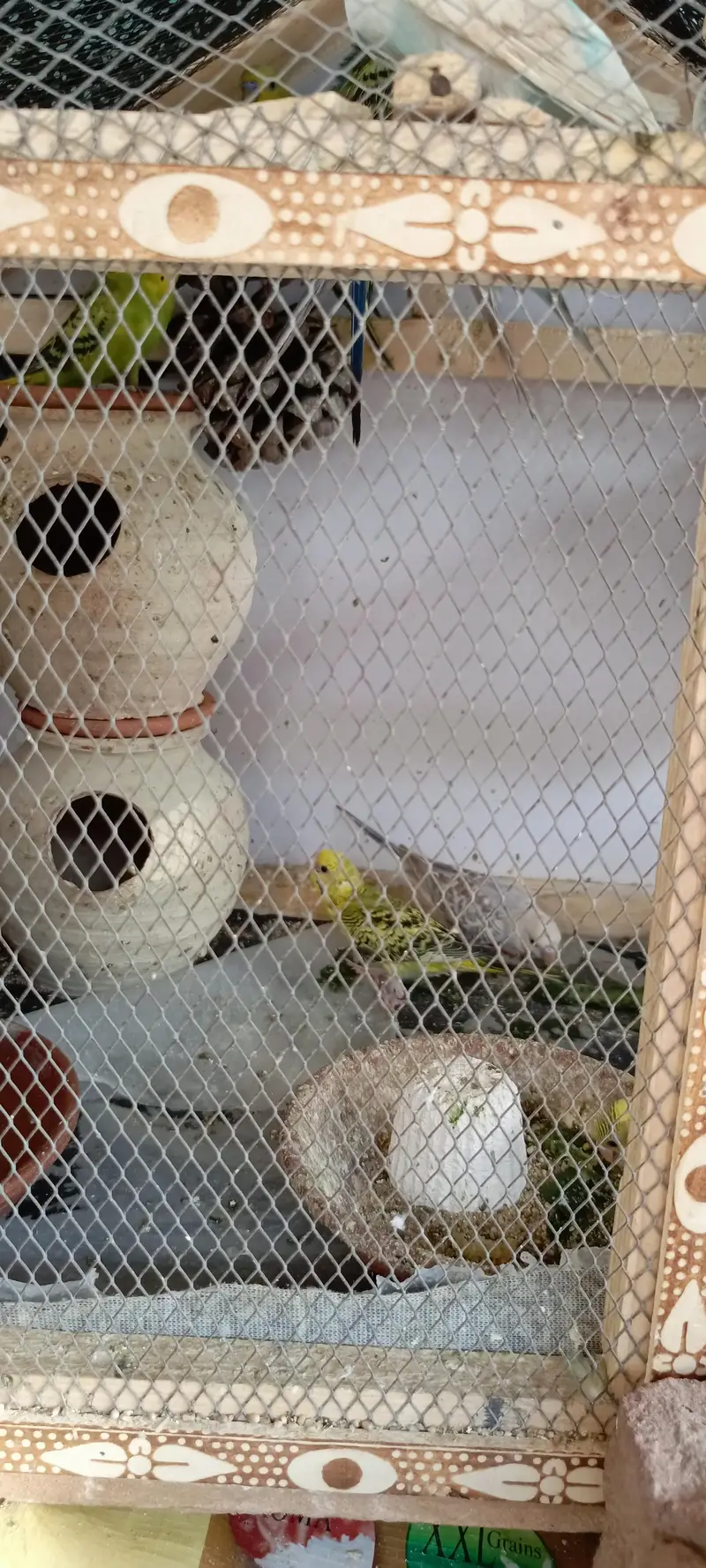 Australian budgies for Sale — photo 6
