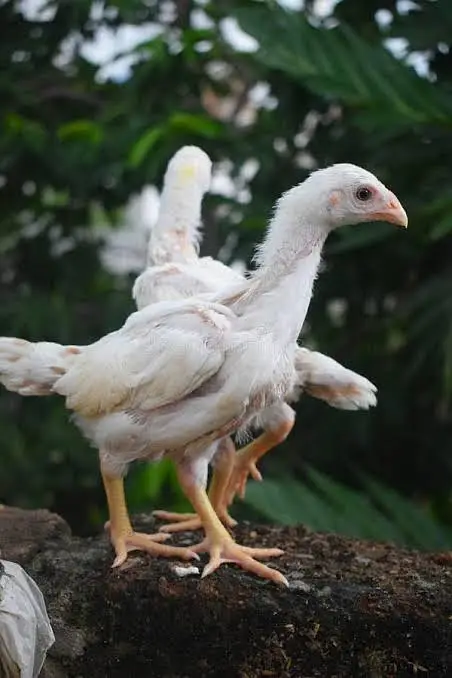 shamo | white / black shamo | king shamo chicks | patha / pathi |aseel — photo 3