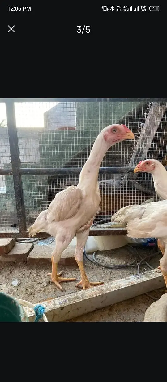 shamo | white / black shamo | king shamo chicks | patha / pathi |aseel — photo 4