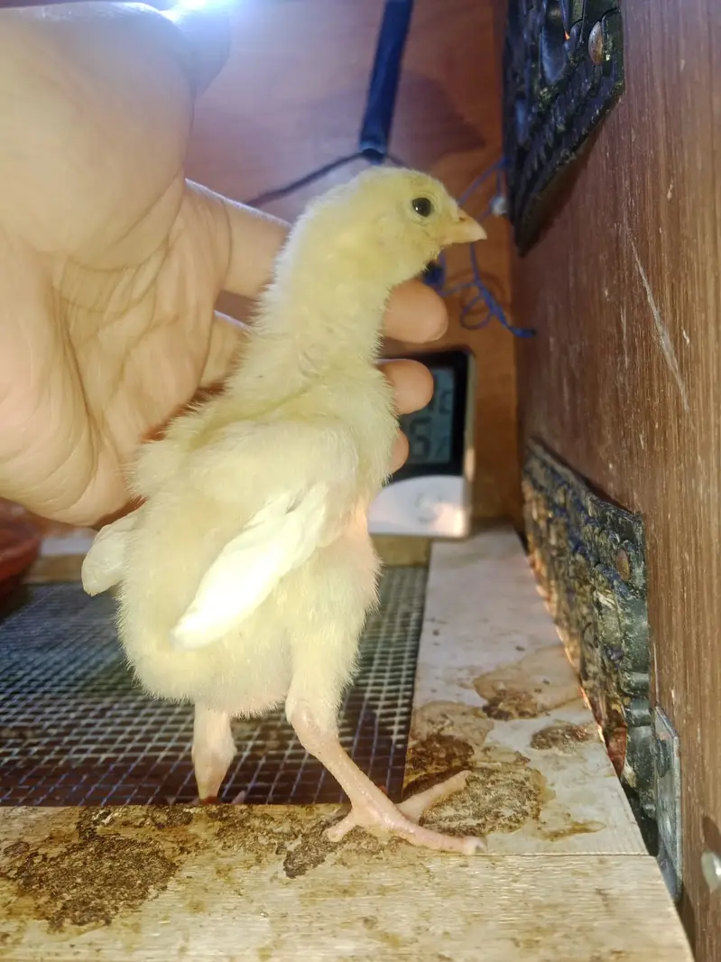 shamo | white / black shamo | king shamo chicks | patha / pathi |aseel — photo 5