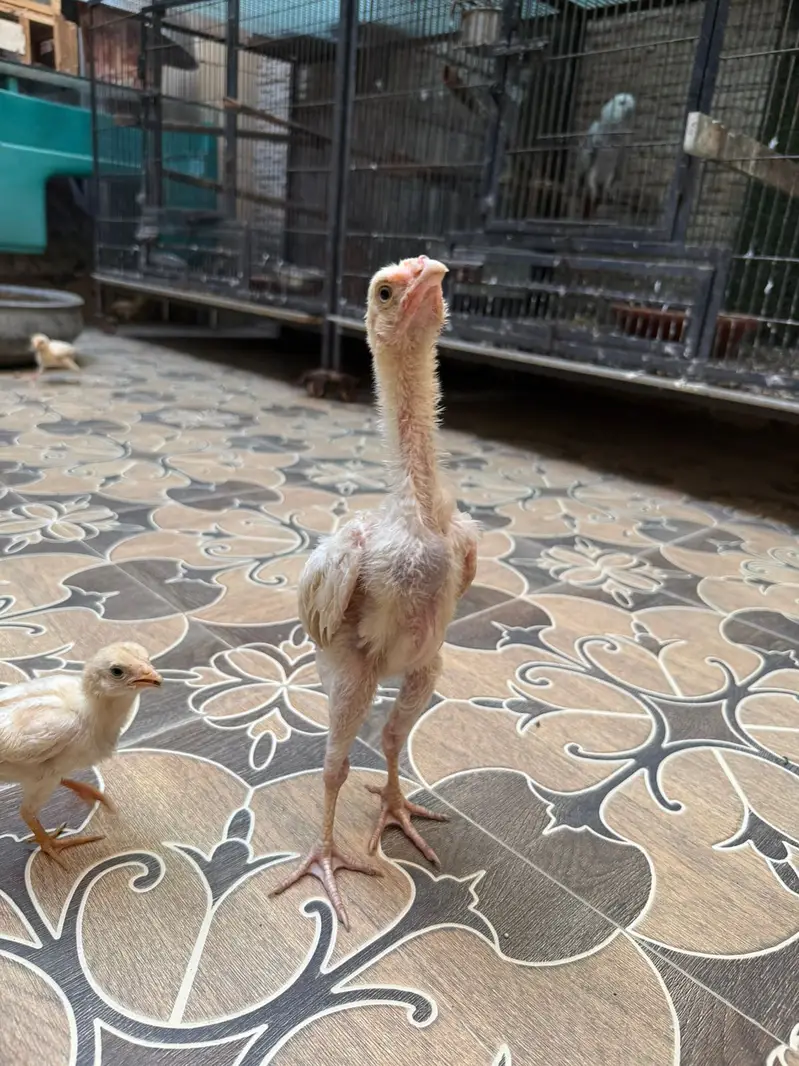 shamo | white / black shamo | king shamo chicks | patha / pathi |aseel — photo 9